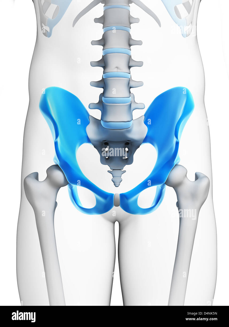 OS de la hanche humaine Banque D'Images