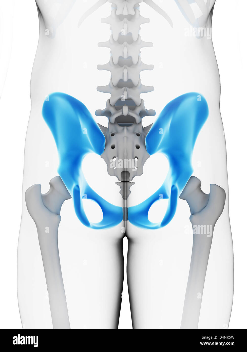 OS de la hanche humaine Banque D'Images