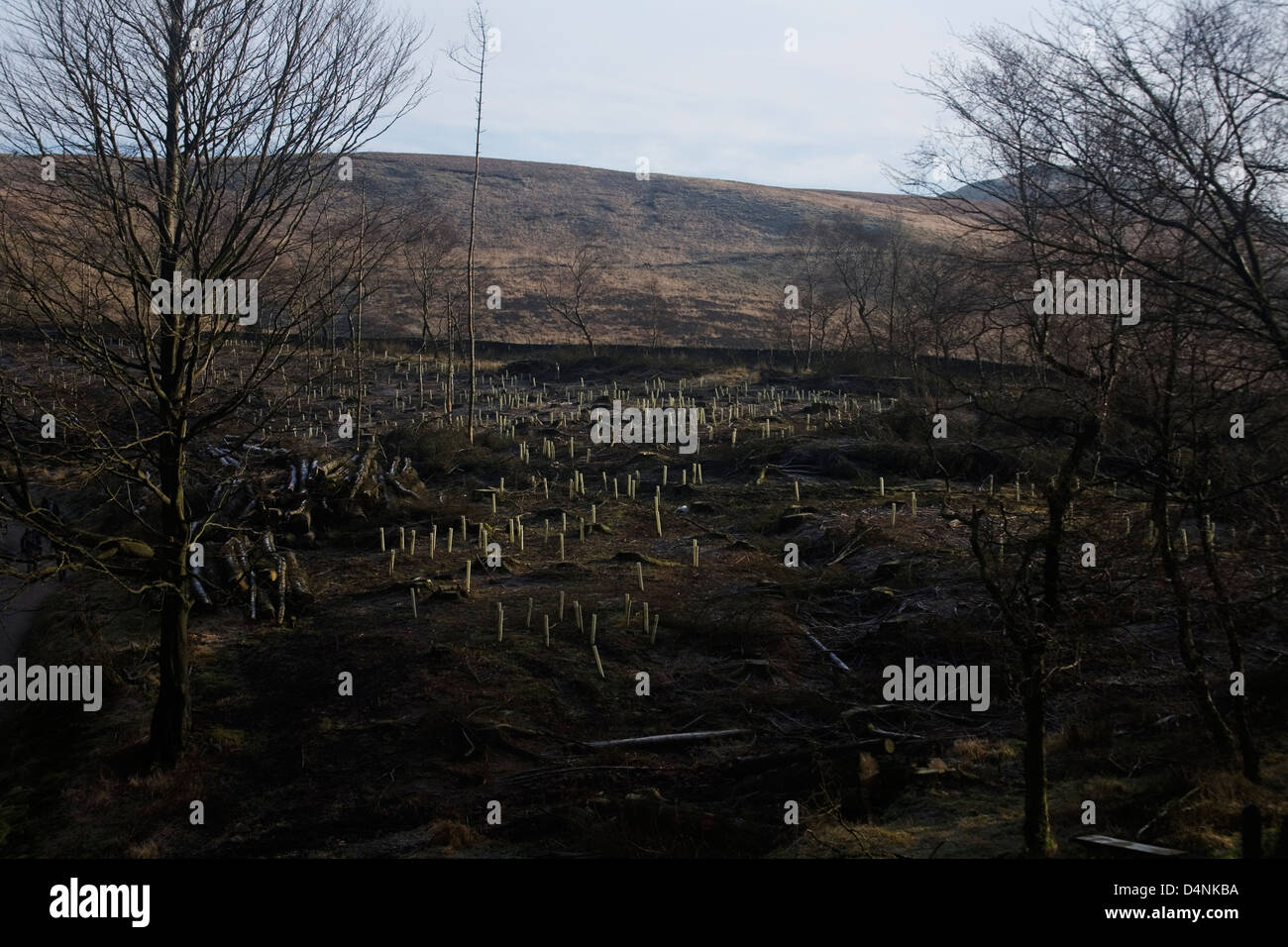 Des feuillus plantés dans Macclesfield Forest Clearing abattus Angleterre Cheshire Banque D'Images