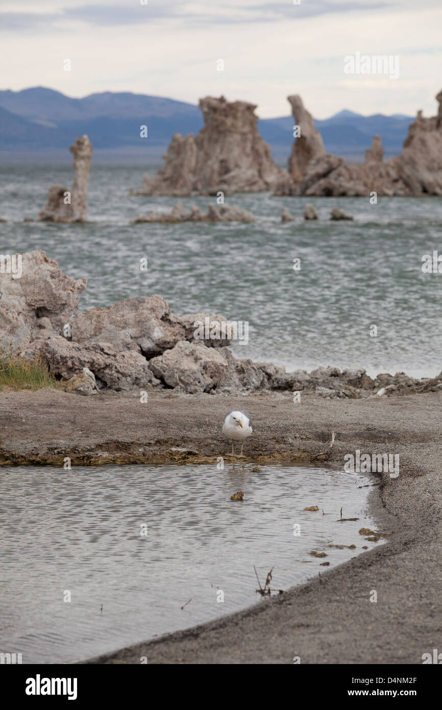 Un goéland de Californie au lac Mono, en Californie, USA Banque D'Images