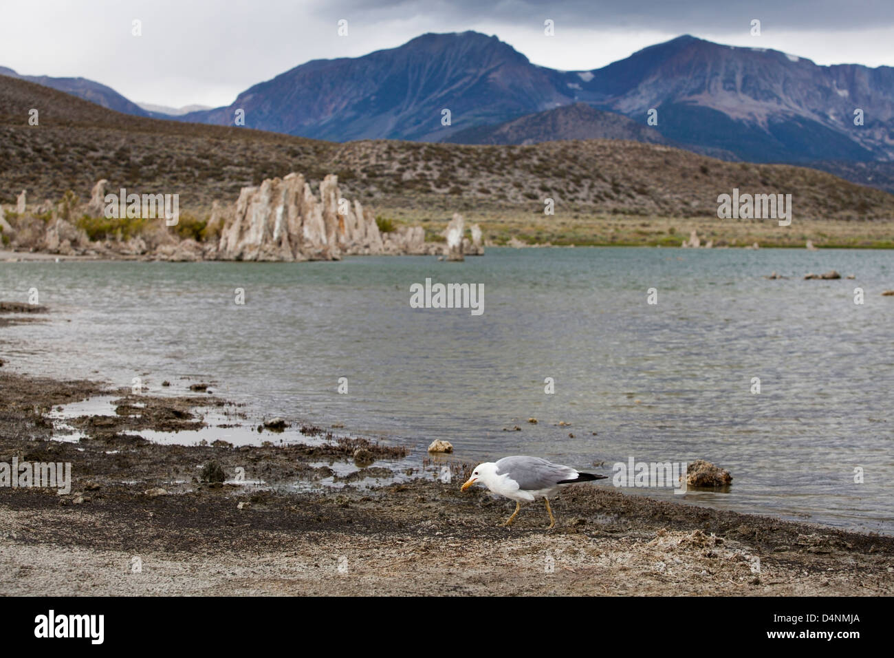 Un goéland de Californie manger vole à Alkali Lake Mono, en Californie, USA Banque D'Images