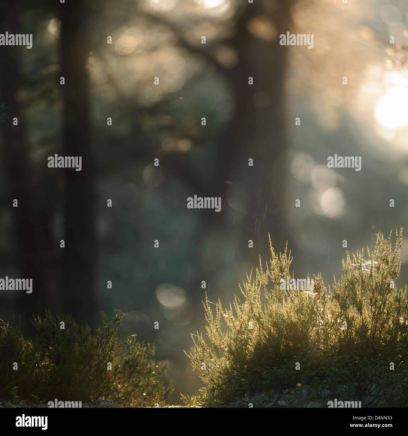 Sunlit heather en forêt, Djurö Nationalpark, Vänern, Suède, Europe Banque D'Images