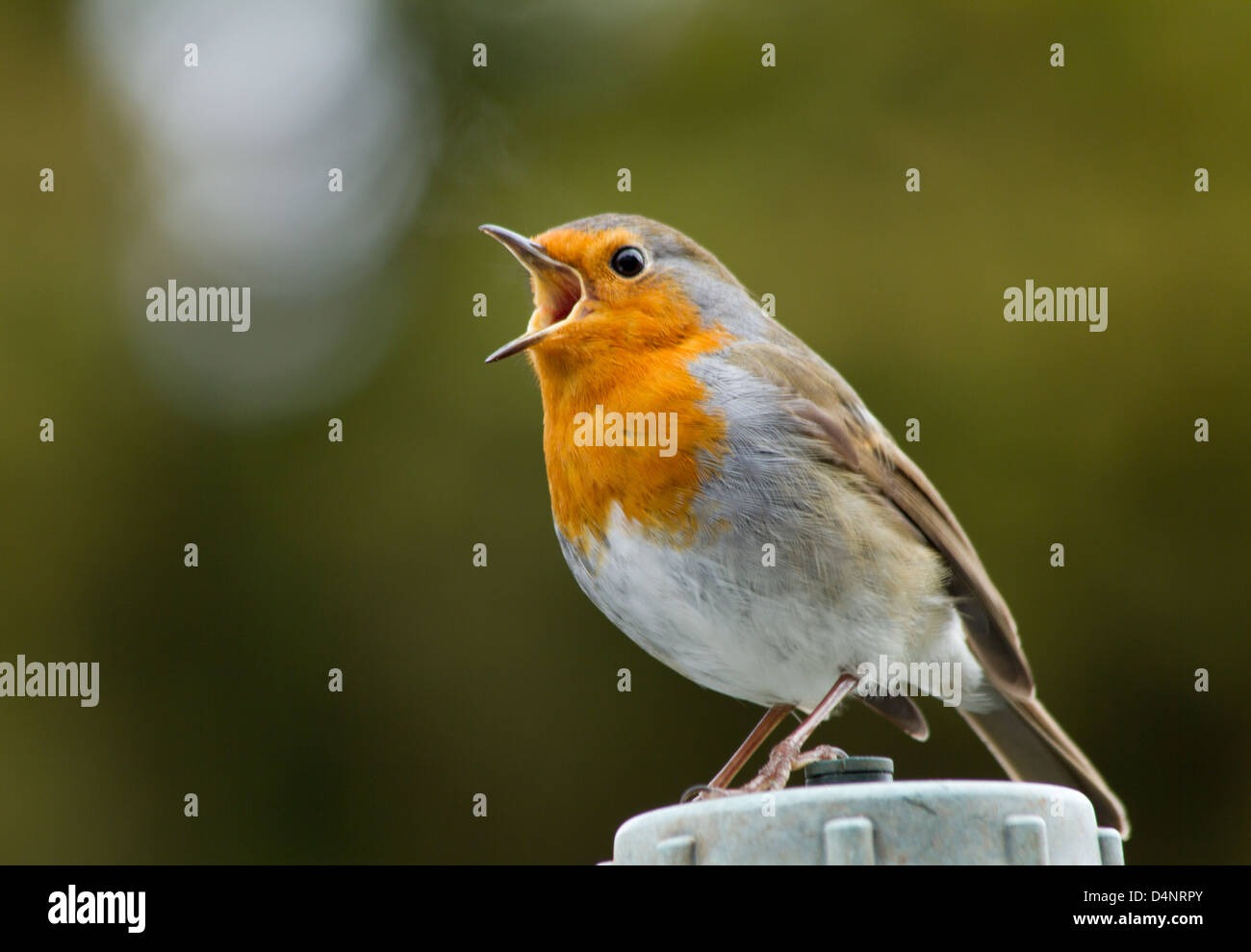 Robin Redbreast chantant fort Banque D'Images Robin Redbreast chantant fort Banque D'Images