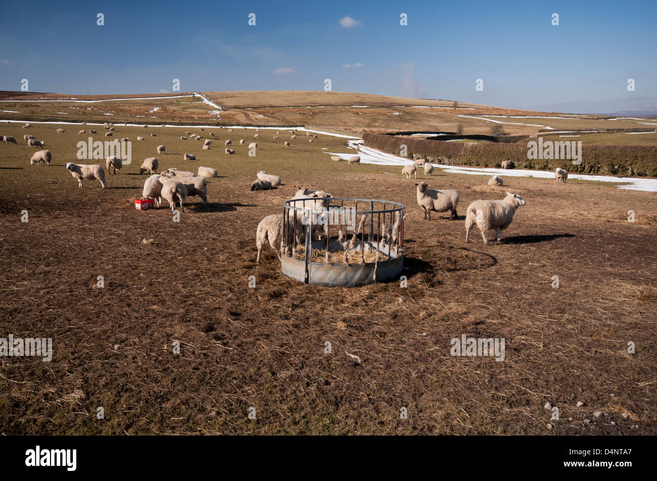 Des moutons paissant sur les aliments pour animaux d'hiver sur les champs agricoles landes Rud Hill, situé à la périphérie de Sheffield et le Peak District Banque D'Images