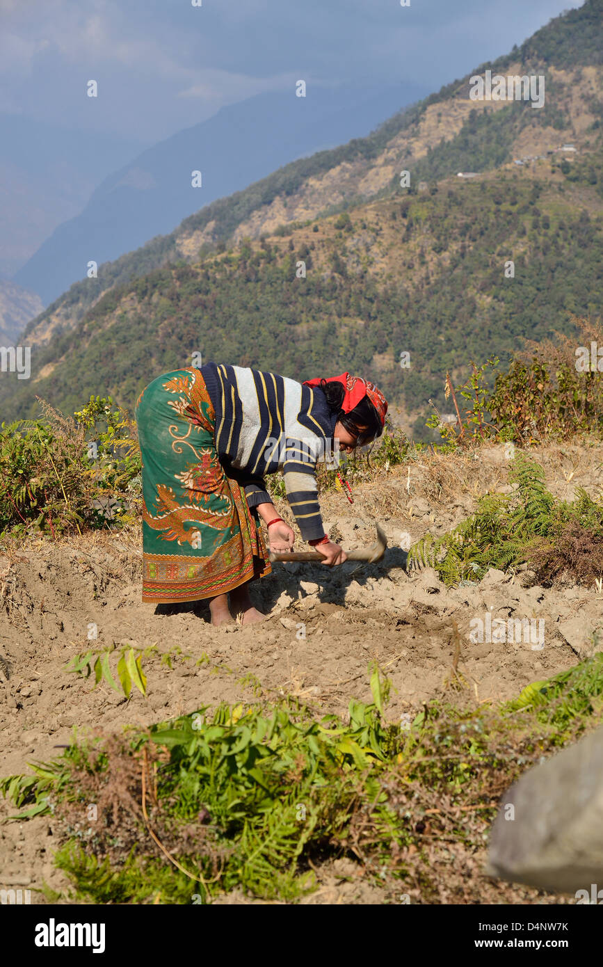 Travailleur paysan(Intouchables) sarclage une terrasse au Népal, prêts pour la plantation Banque D'Images