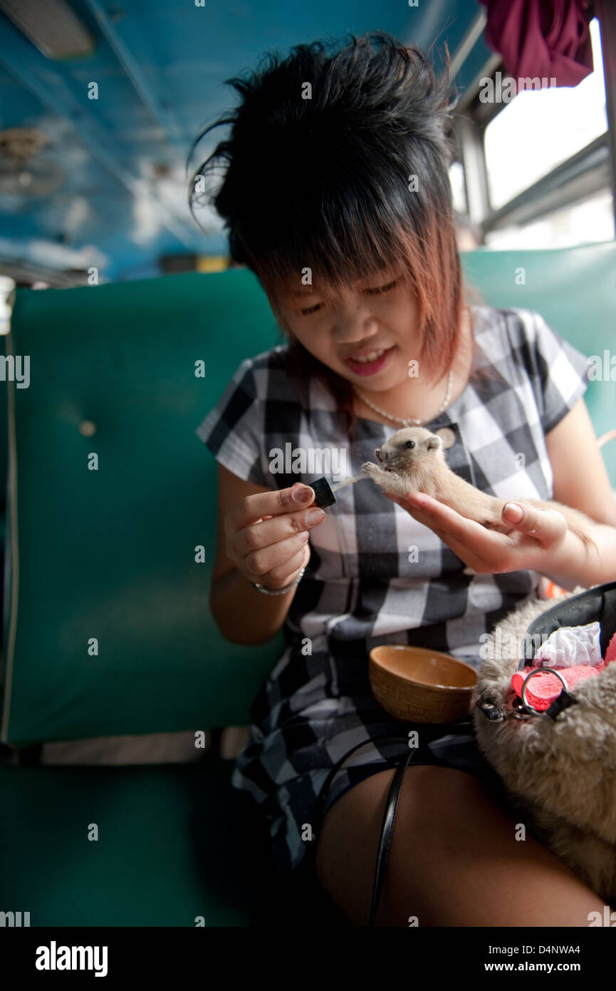 Suphanburi, Thaïlande, une femme assise à l'entraîneur et nourrit son apprivoiser la souris Banque D'Images