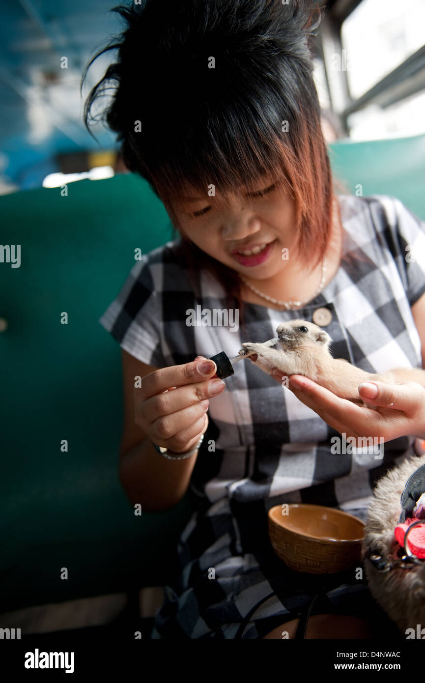 Suphanburi, Thaïlande, une femme assise à l'entraîneur et nourrit son apprivoiser la souris Banque D'Images
