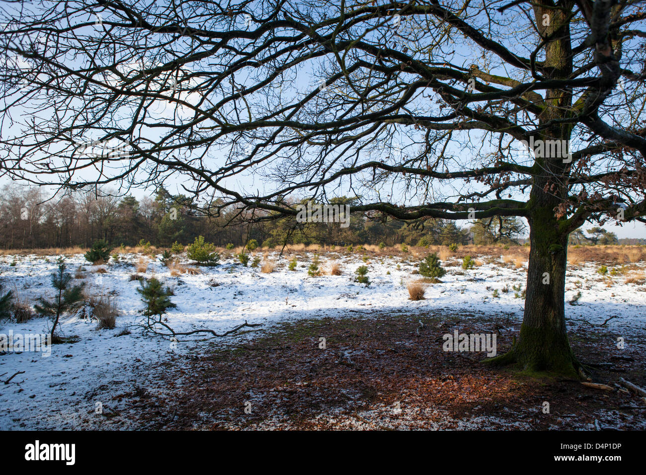 Paysage avec un arbre, neige et heath dans les Pays-Bas au cours de l'hiver. même arbre, même composition, mais l'été : d0tme9 Banque D'Images