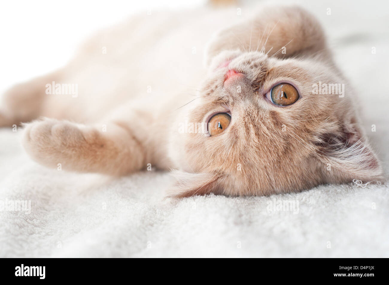 Le fluffy kitten se trouve sur une serviette blanche Banque D'Images