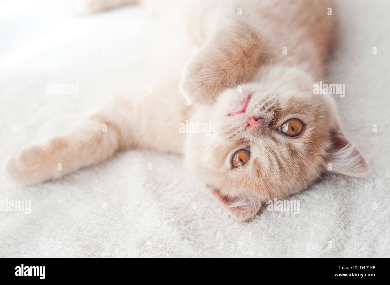 Le fluffy kitten se trouve sur une serviette blanche Banque D'Images