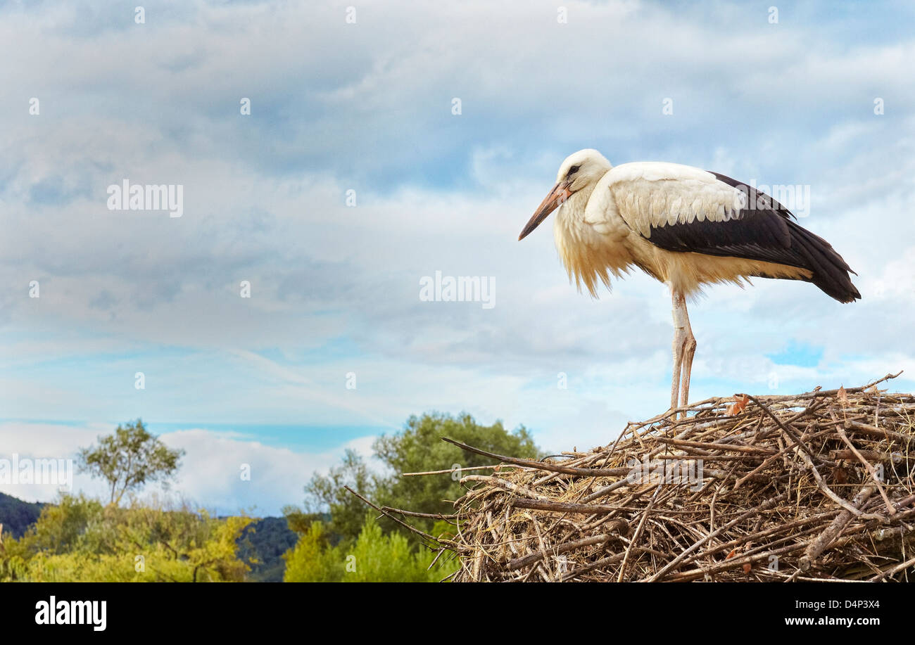 Au nid de cigognes. Stork et centre de protection de la loutre. Hunawihr. Haut-Rhin. L'Alsace. France Banque D'Images