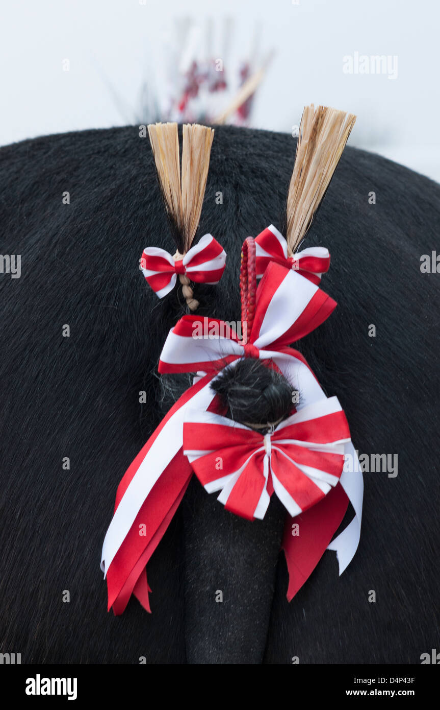 Shire Horse Society Spring Show, Peterborough, Angleterre, mars 2013. Shire Horse avec queue traditionnel décoration. Banque D'Images