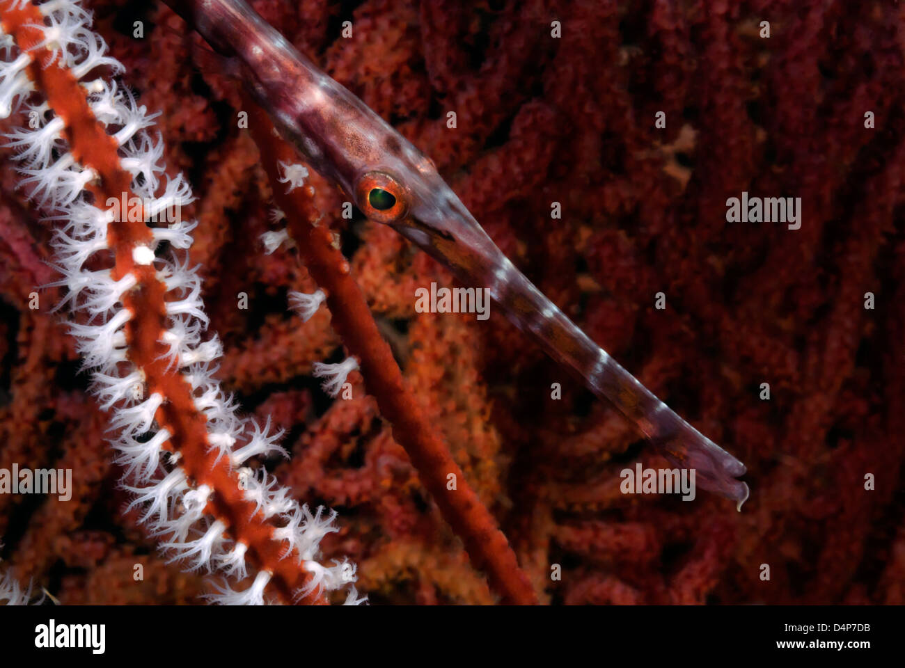Poissons-trompette, Aulostomus maculatus Subergorgia mollis entre Sea Fan Loloata Island, Papouasie-Nouvelle-Guinée, Mer de Corail de l'Océan Pacifique Banque D'Images