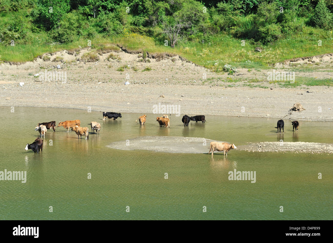 Les vaches dans le lac de Mavrovo, parc national de Mavrovo, Macédoine Banque D'Images
