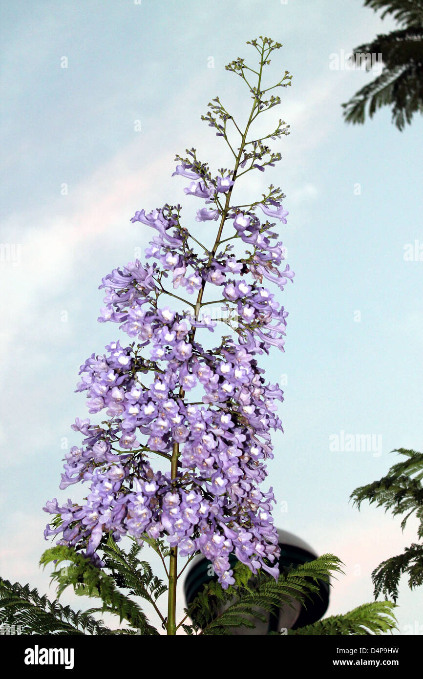 Une belle fleur violette Banque D'Images