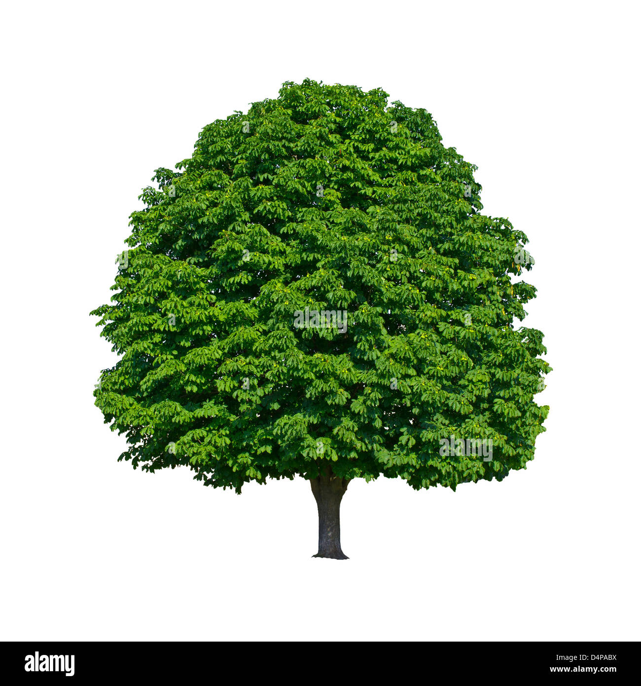 Grand châtaignier vert arbre grandit dans l'isolement Banque D'Images