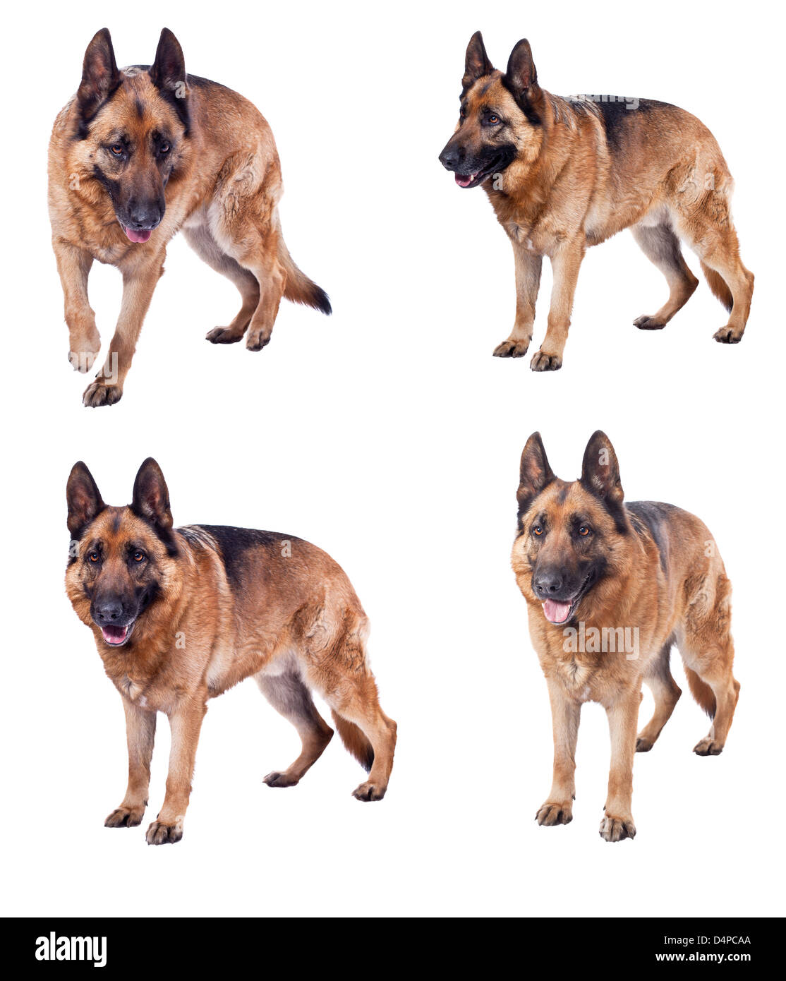 Portrait of German sheperd sur fond blanc Banque D'Images