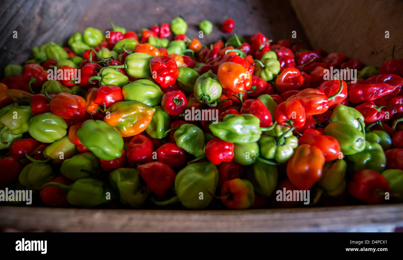 Hot chillies sur un nouveau marché marché de Cheapside, Bridgetown, Barbade, Caraïbes, Antilles Banque D'Images