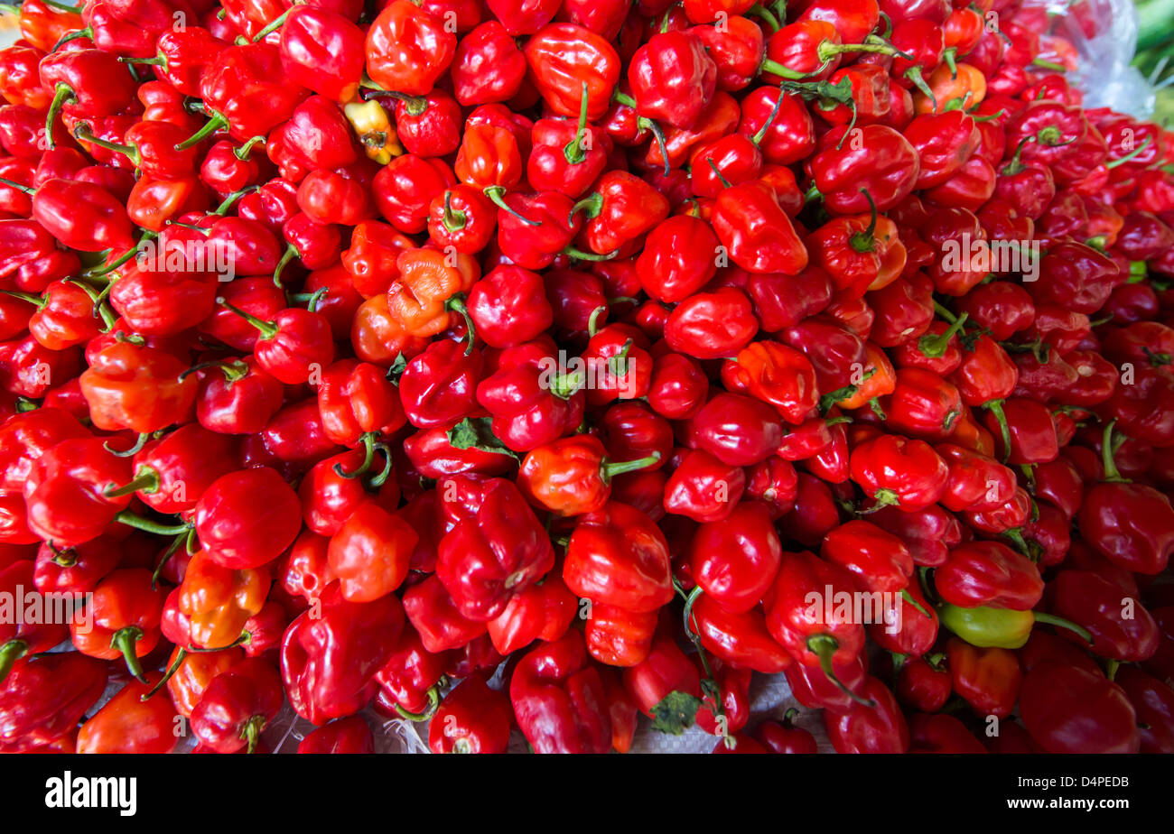 Une masse de piments d'un rouge sur un nouveau marché marché de Cheapside, Bridgetown, Barbade, Caraïbes, Antilles Banque D'Images