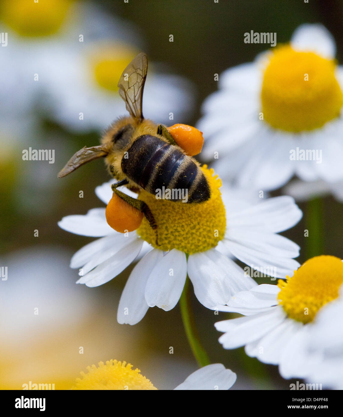 000 drones Banque de photographies et d'images à haute résolution - Alamy