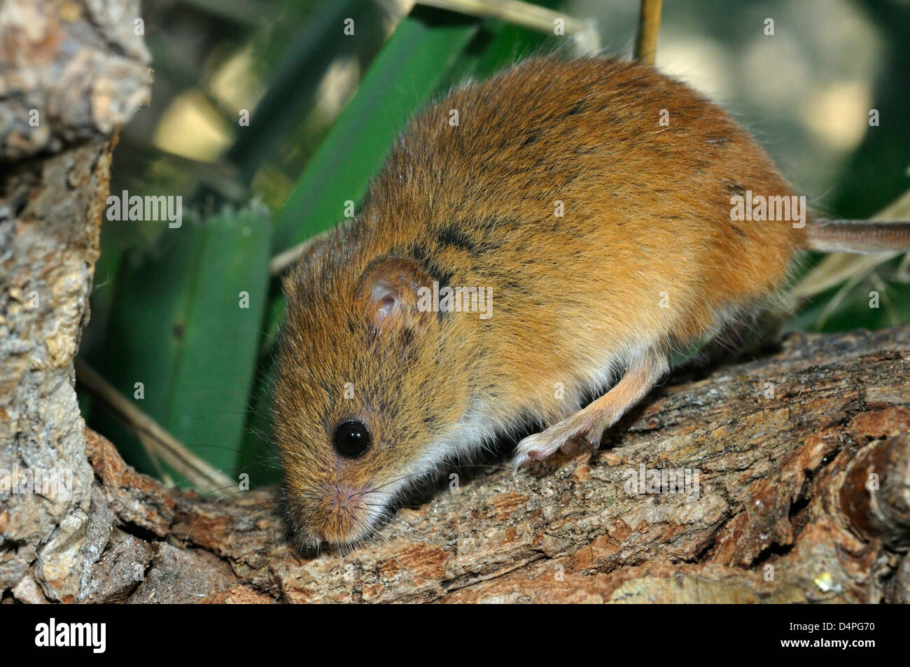 Micromys minutus Souris - Petit rongeur des champs Banque D'Images