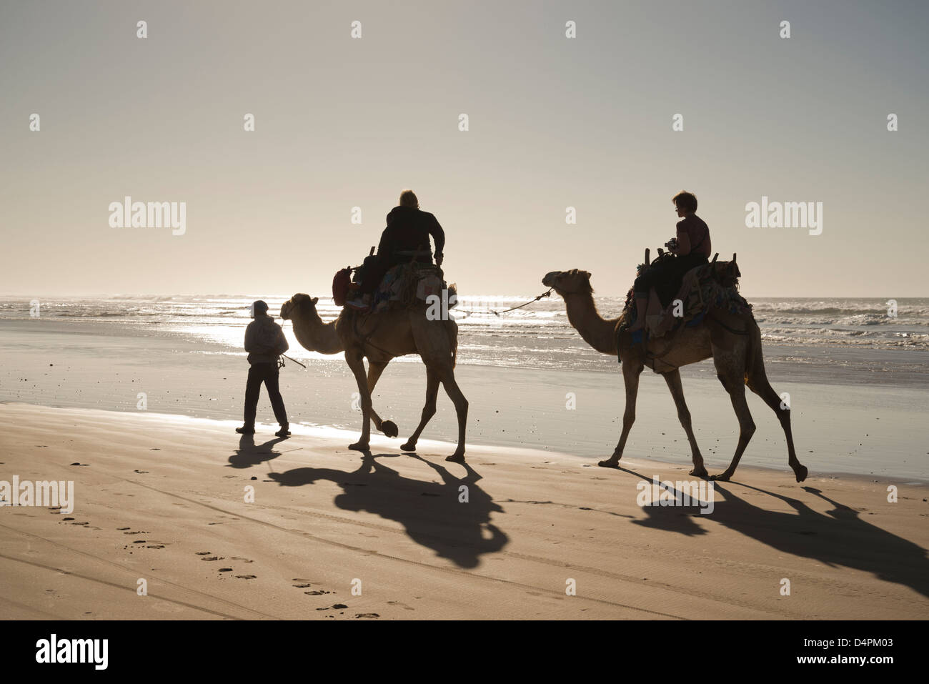 Les touristes monter sur des chameaux sur la plage d'Essaouira, Maroc Banque D'Images