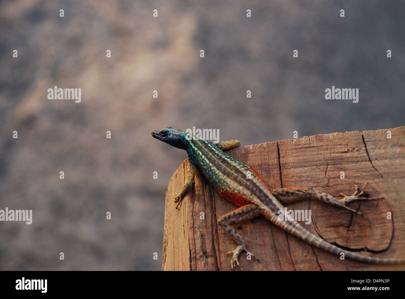 Lézard plat (Platysaurus intermedius). Augrabies Falls. Liège. L'Afrique du Sud Banque D'Images