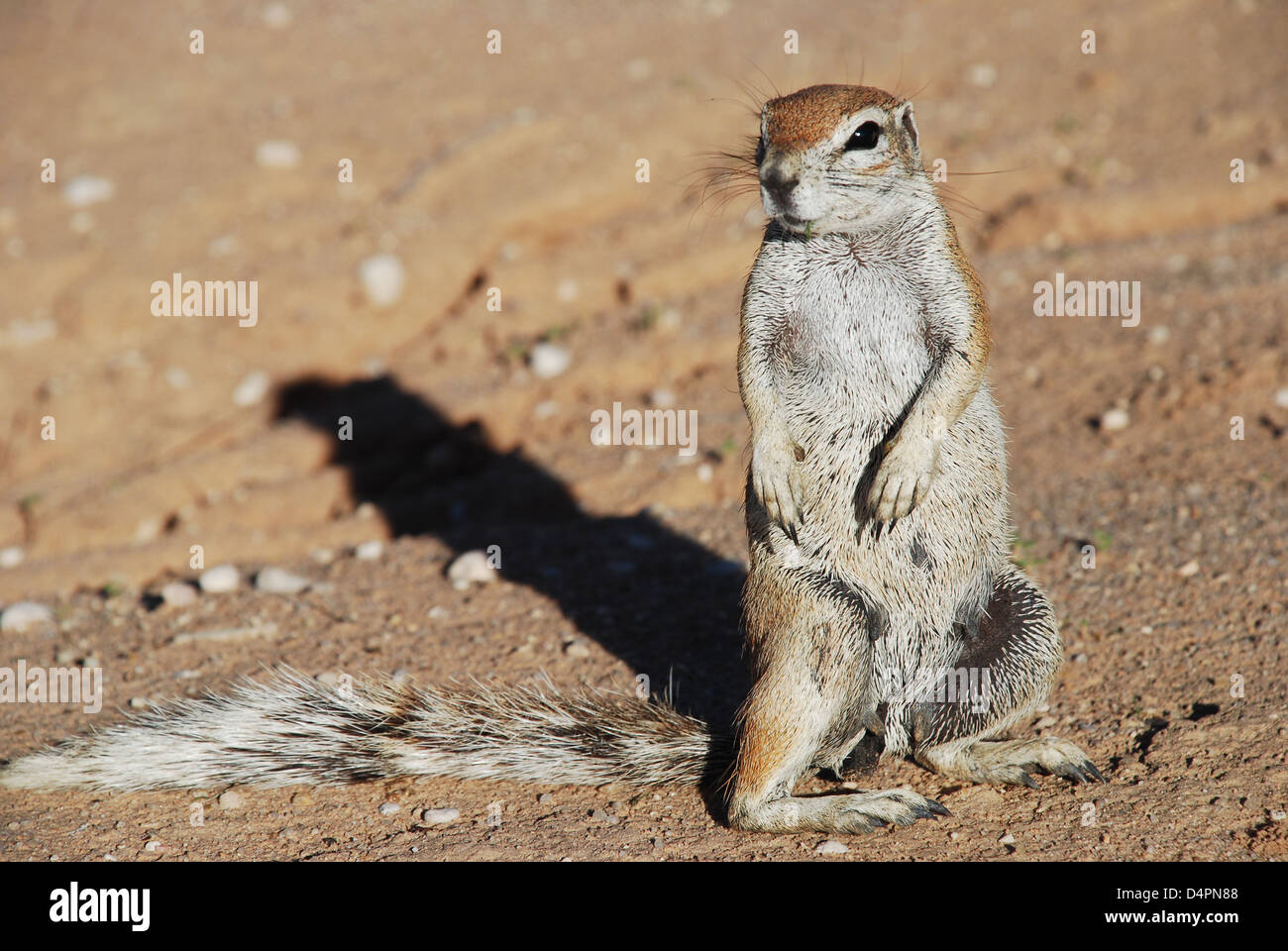 Du Columbia. Kgalagadi Transfrontier Park. L'Afrique du Sud Banque D'Images