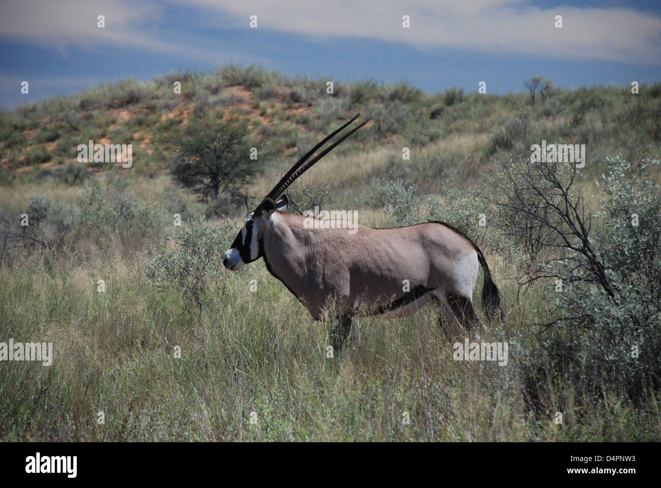 Gemsbok (Oryx gazella) dans le bush. Kgalagadi Transfrontier Park. Liège. L'Afrique du Sud Banque D'Images