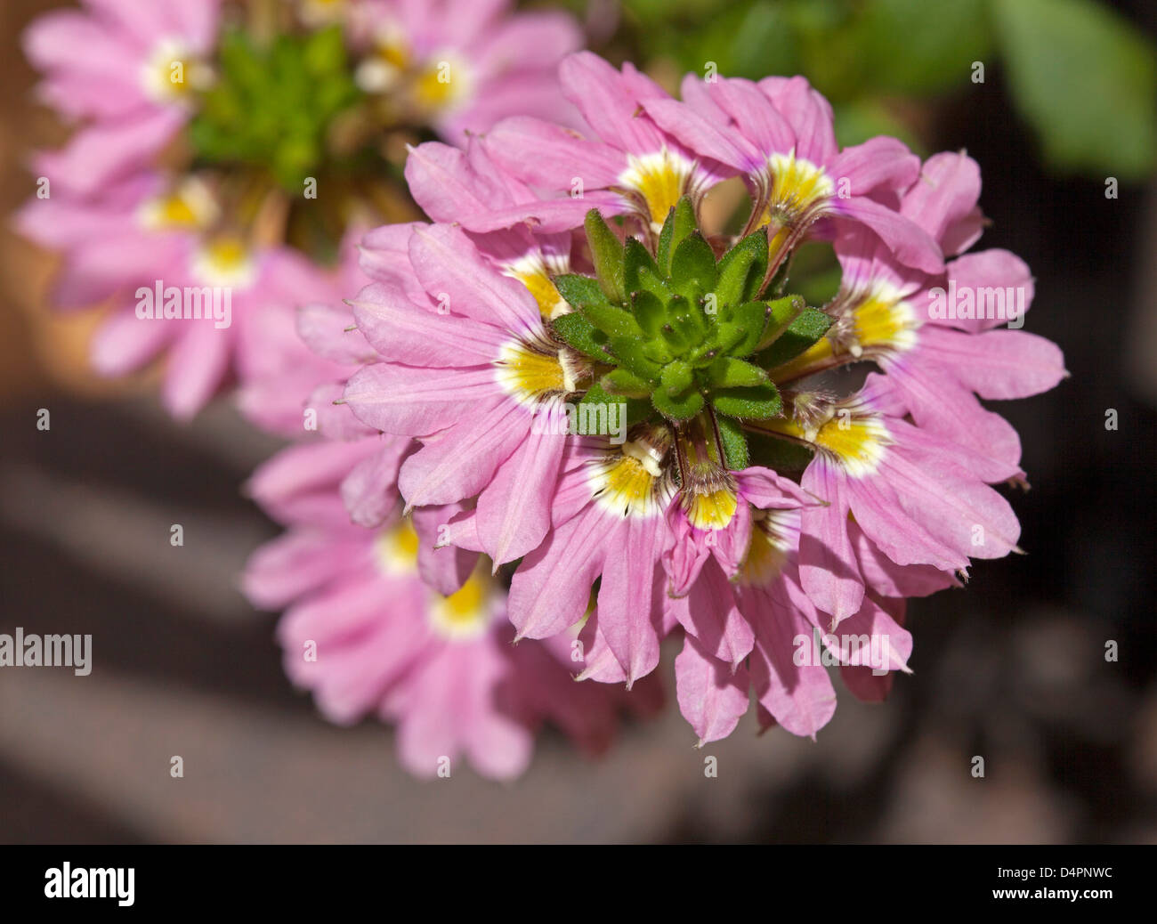 Grappe de fleurs roses du Scaevola aemula cultivar 'Pink Charm' - ventilateur fleur, une plante couvre-sol rocaille / Banque D'Images