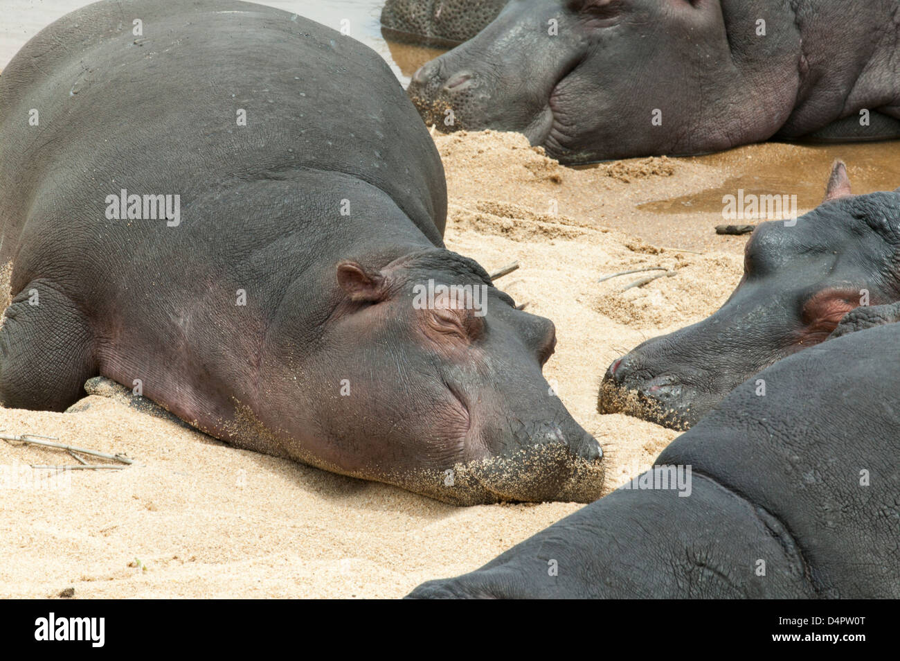 Hippopotamus amphibius un groupe d'hippopotames à dormir sur une plage de rivière comme si le soleil Banque D'Images