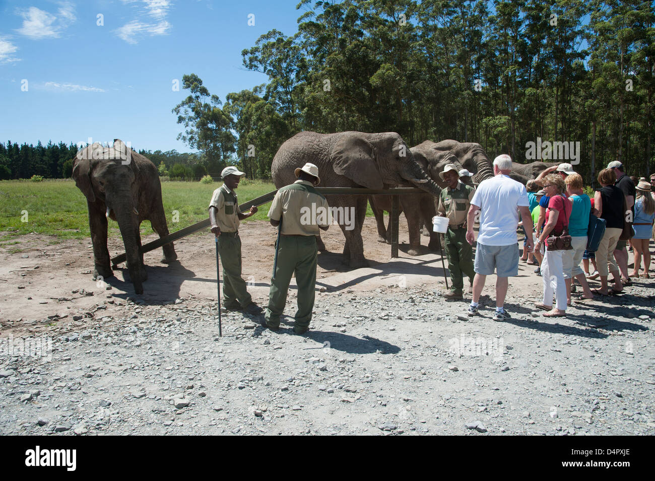 Les éléphants africains et touristes en visite Western Cape Afrique du Sud à un parc d'éléphants Banque D'Images