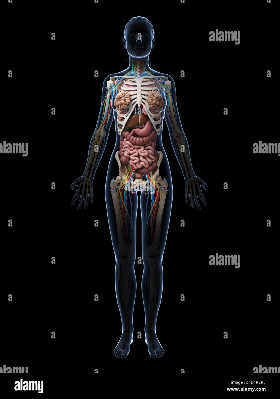 Anatomie féminine Banque D'Images