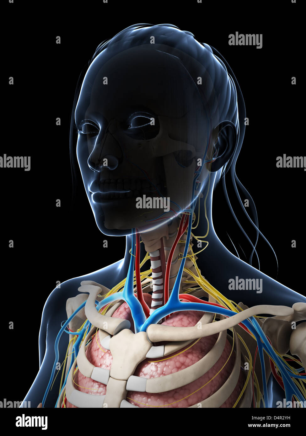 Anatomie féminine Banque D'Images