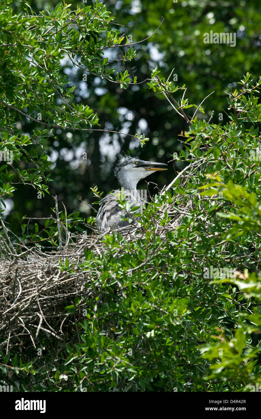 Heron Cendre Ardea Cinerea Bebe Dans Son Nid En Attente D Etre Nourri Photo Stock Alamy