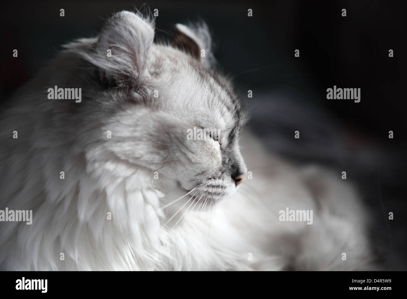 Closeup Portrait Of American Curl Avec Race De Chat Oreilles Torsadee Sur Fond Noir Isole Vue Arriere Photo Stock Alamy
