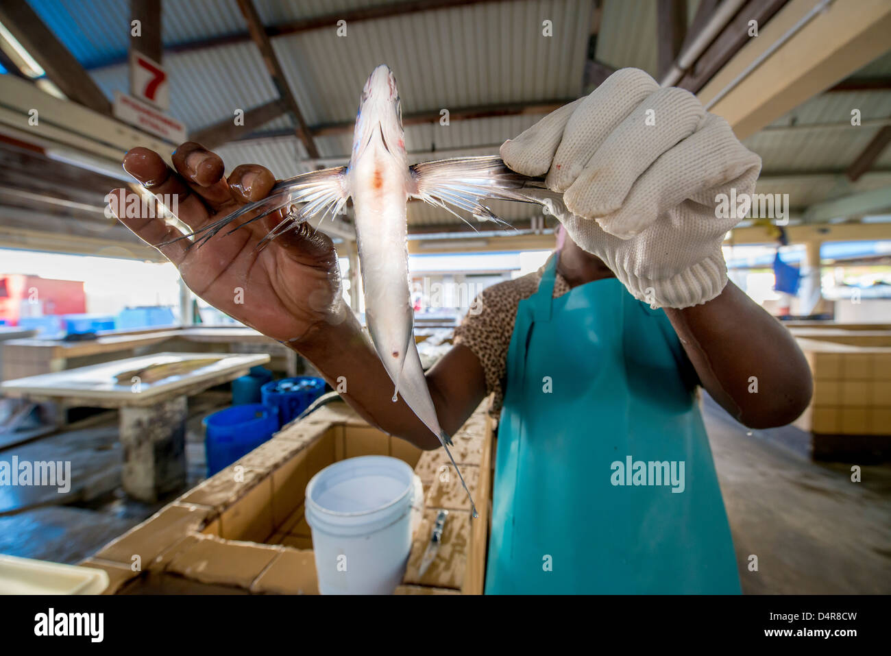 Une femme nous tend un poisson volant dans le marché aux poissons de Bridgetown, Barbados, Caribbean Banque D'Images