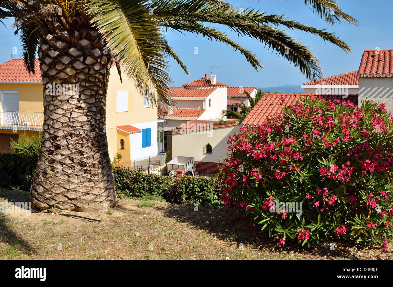 Palmiers et fleurs de laurier-rose (Nerium oleander rouge) à Saint-Cyprien village, commune française située dans le département des Pyrénées-Orientales Banque D'Images