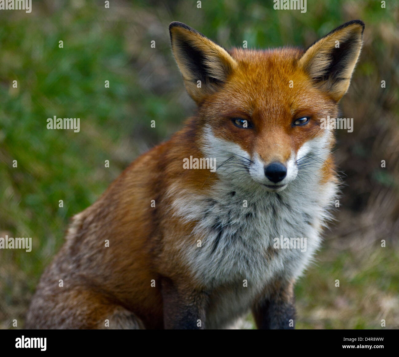 European Red Fox (Vulpes vulpes), Royaume-Uni Banque D'Images
