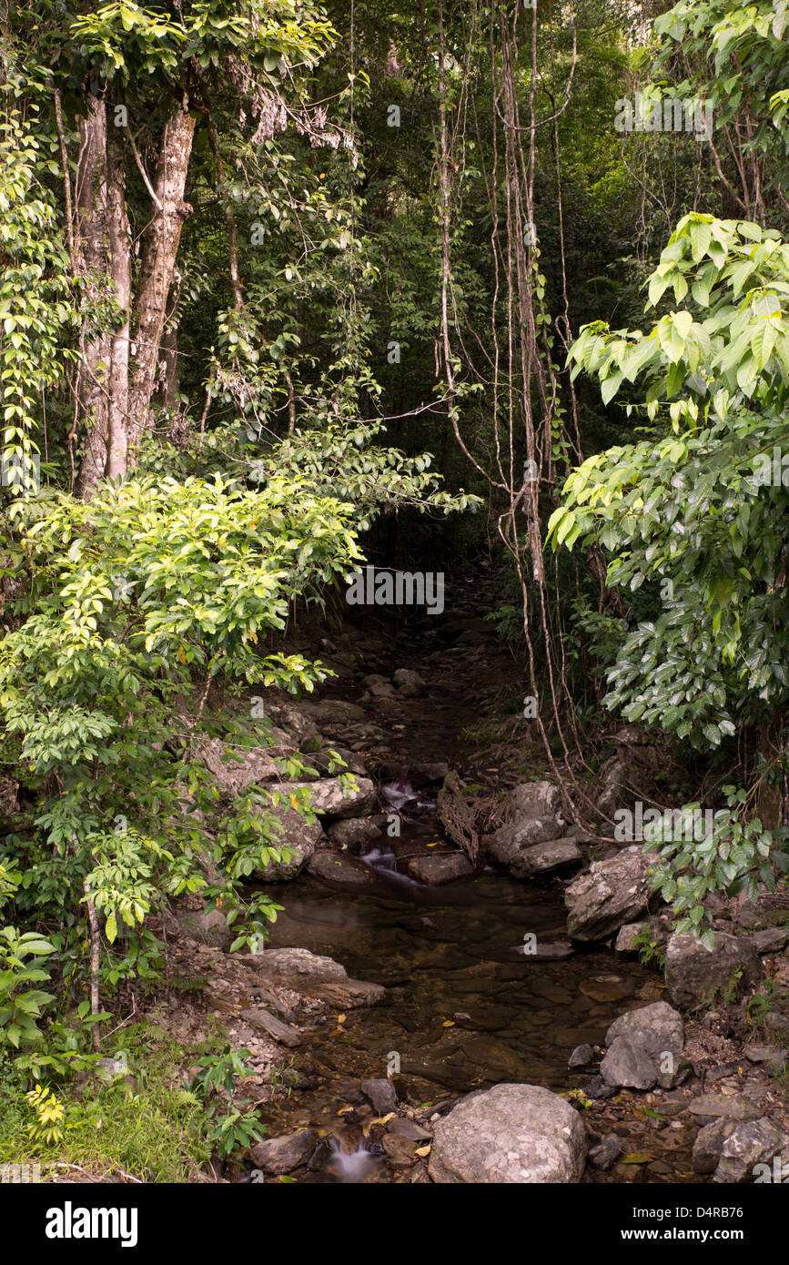 Cascades de la vallée de cristal, Redlynch, Cairns, Queensland du Nord, Australie Banque D'Images