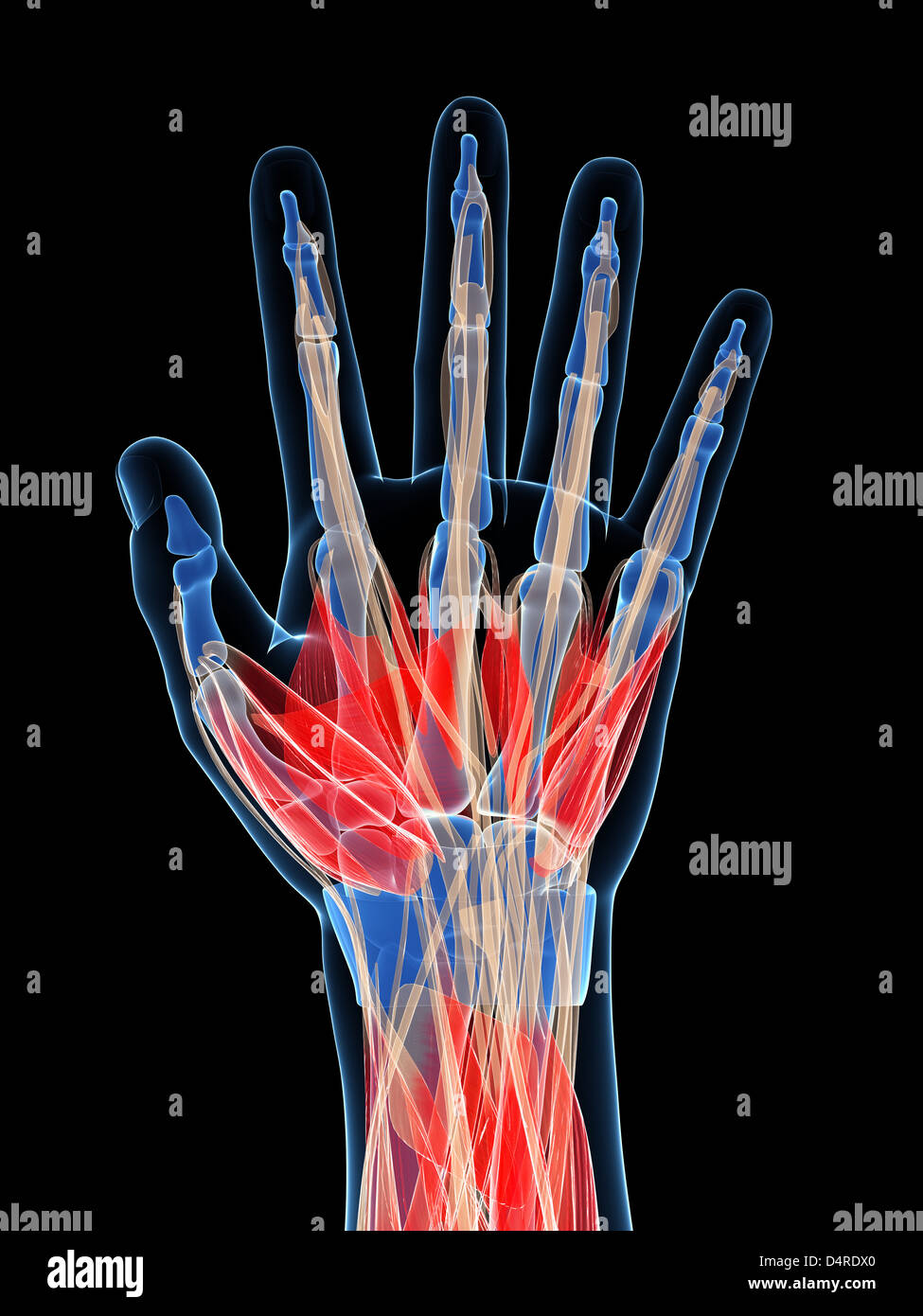 Les muscles de la main Banque D'Images