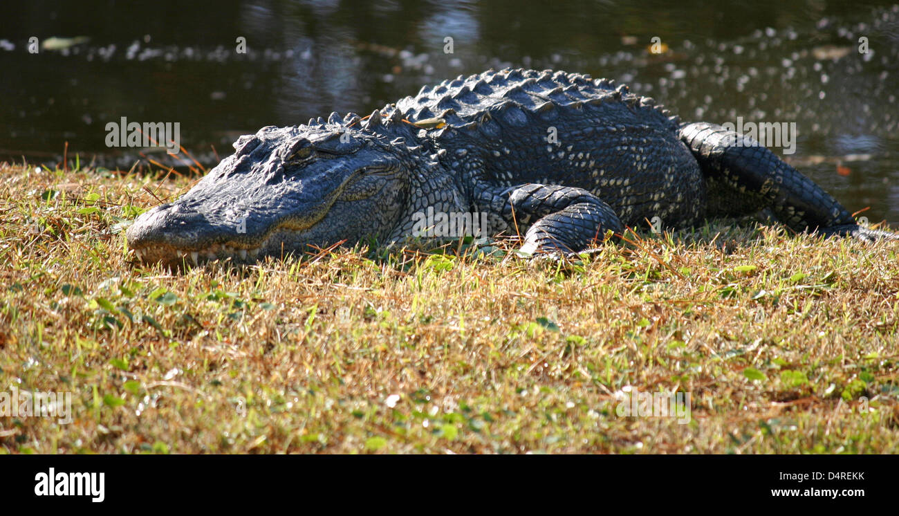 Un alligator allongé au soleil dans un marais Banque D'Images