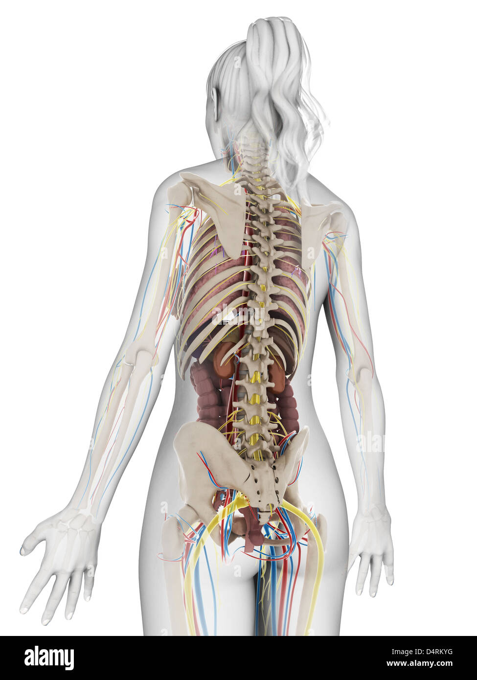 Anatomie féminine Banque D'Images