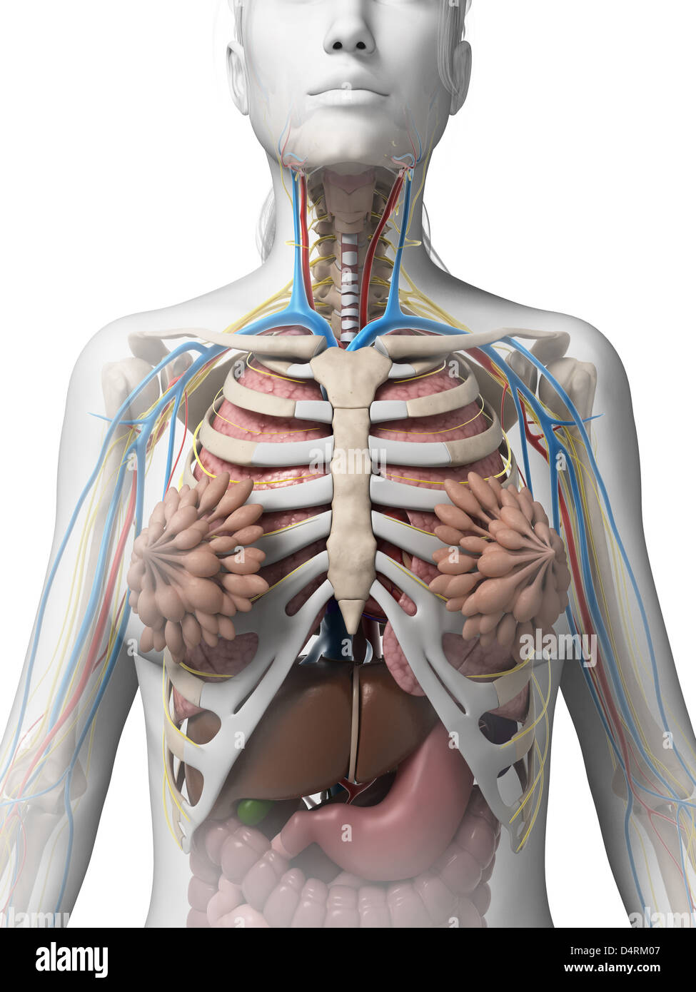 Anatomie féminine Banque D'Images