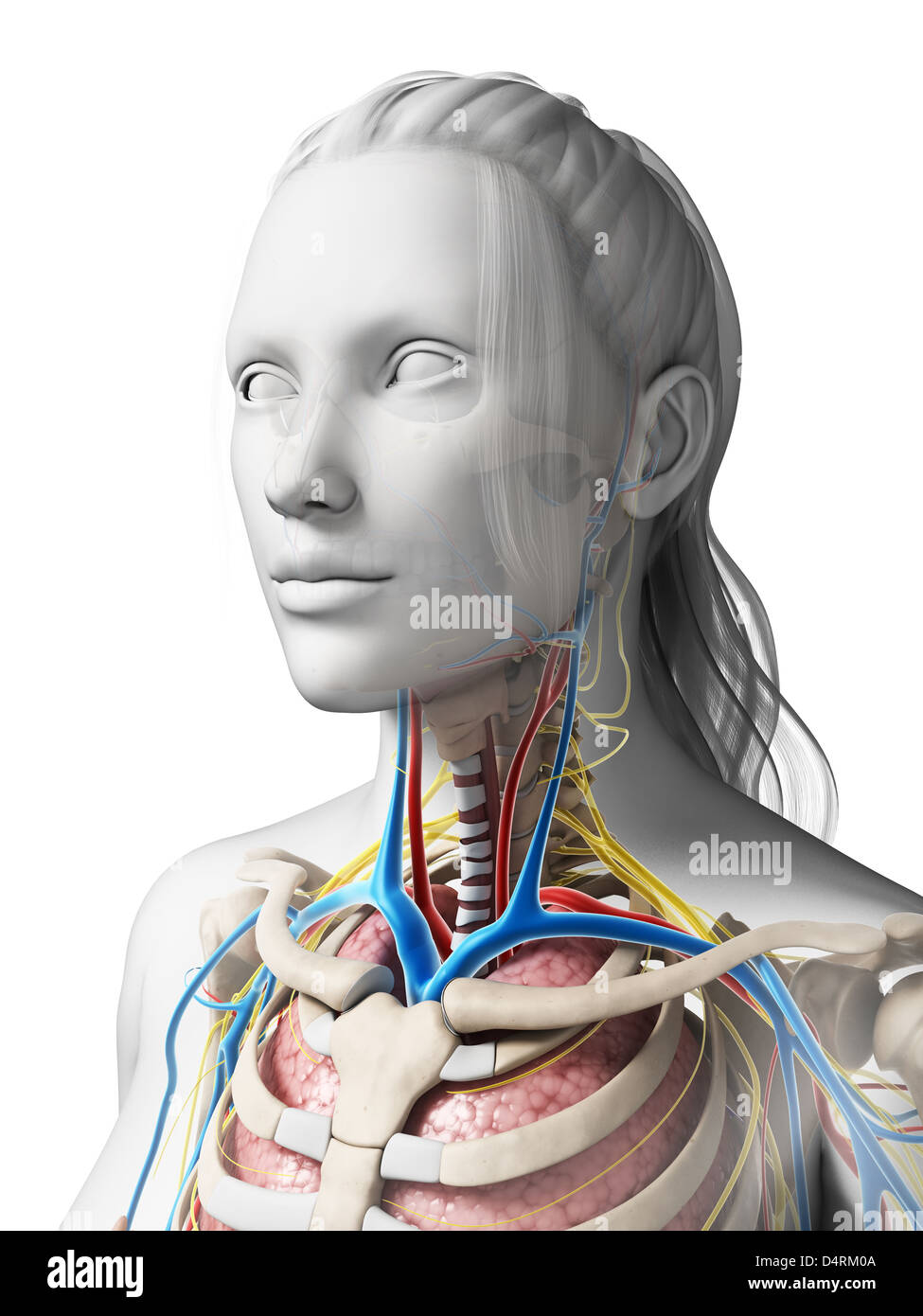 Anatomie féminine Banque D'Images
