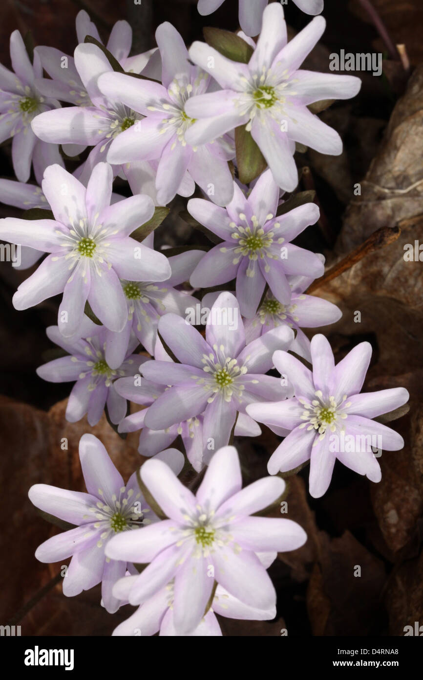 Sharp-Lobed Hepatica flower spring woodland Ohio éphémères Banque D'Images