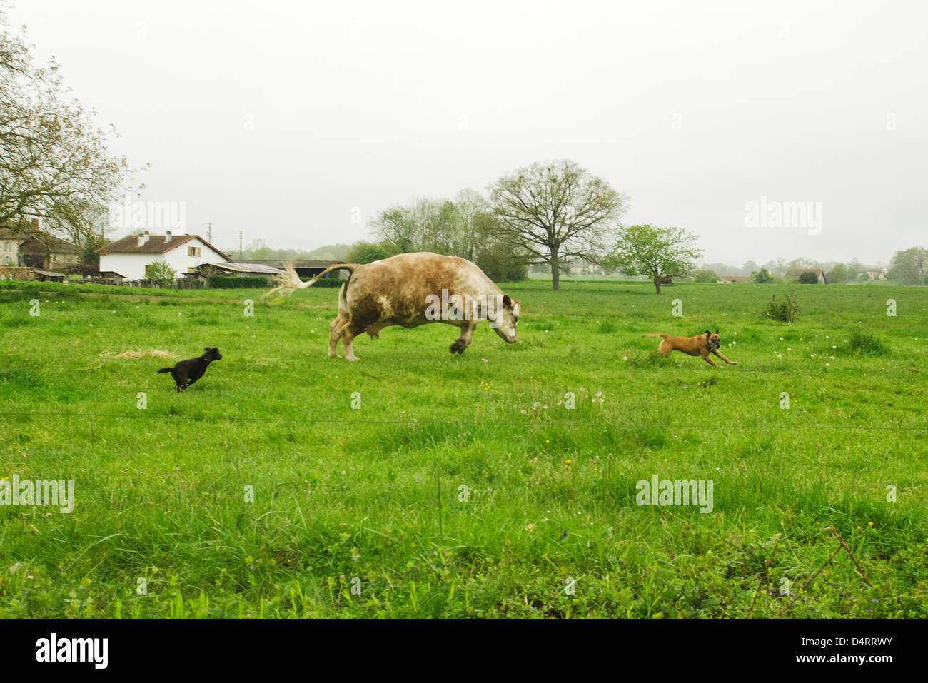 Course Entre chiens et vaches dans un champ vert, France Banque D'Images