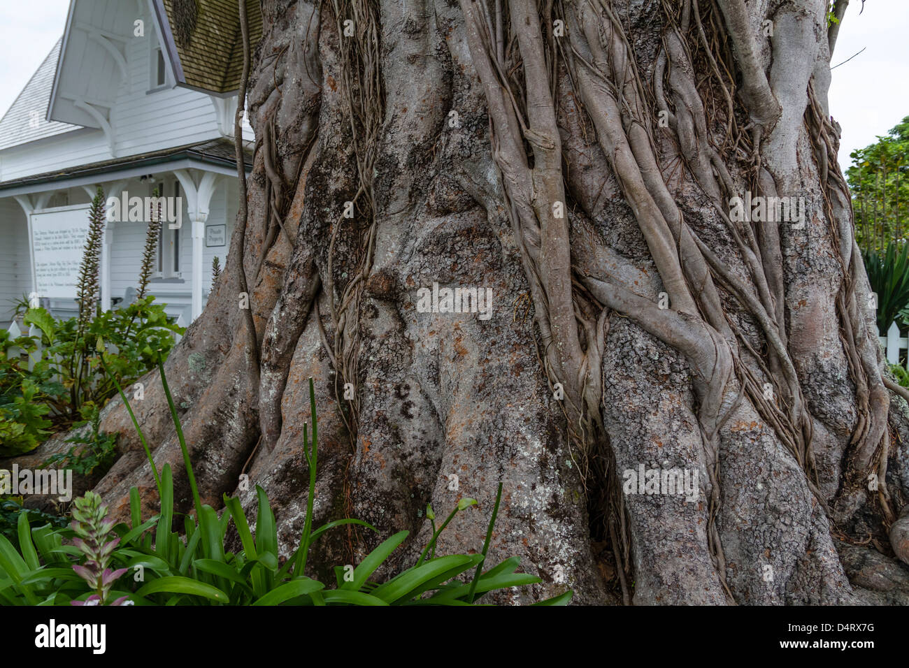Moreton Bay historique figuier (Ficus macrophylla), dans la région de Russell, Bay of Islands, Northland, Nouvelle-Zélande, île du Nord. Banque D'Images