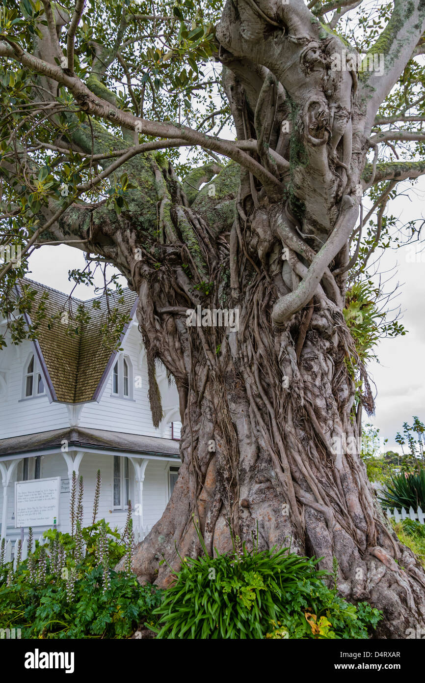 Moreton Bay historique figuier (Ficus macrophylla), dans la région de Russell, Bay of Islands, Northland, Nouvelle-Zélande, île du Nord. Banque D'Images