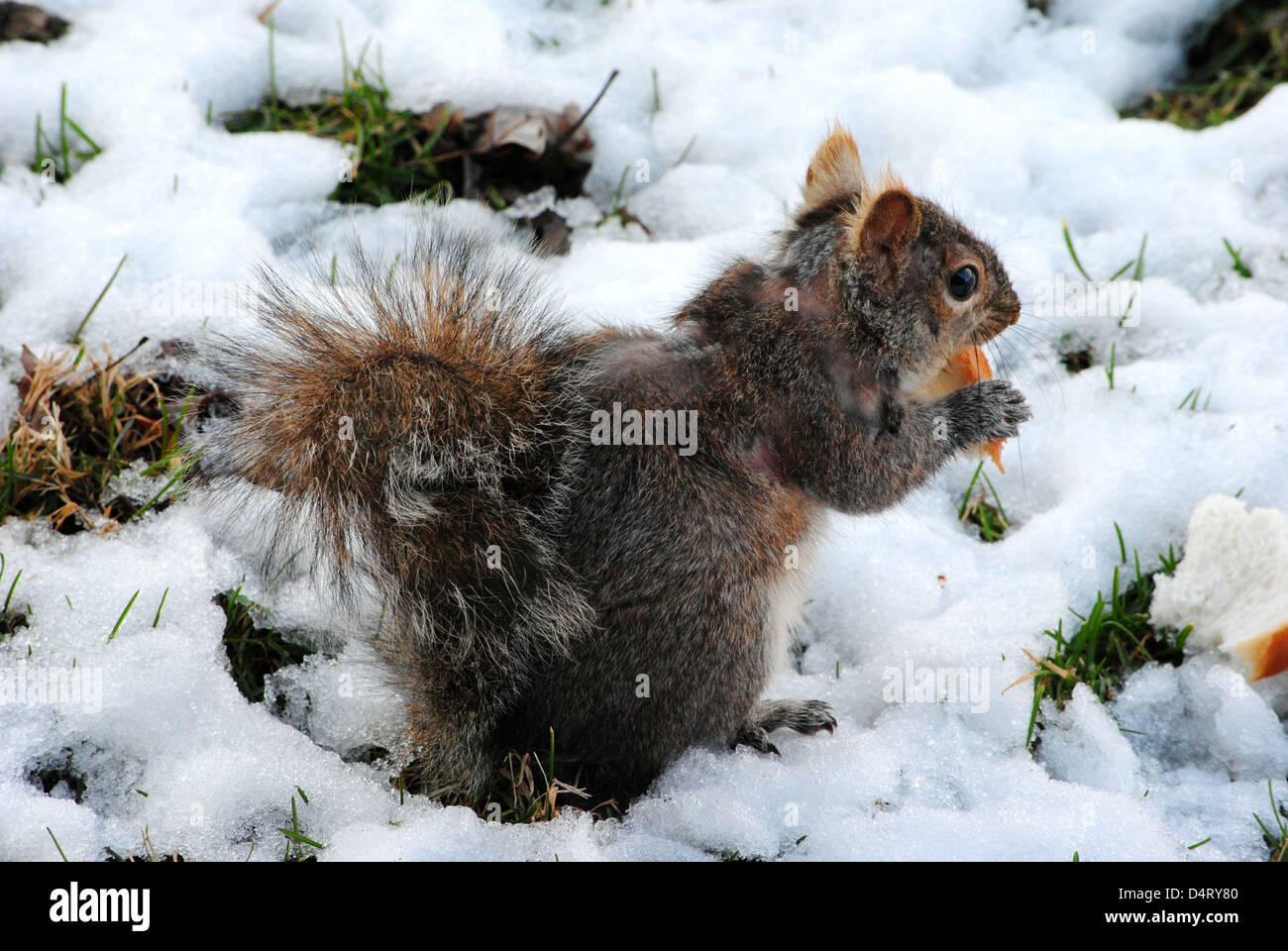 Écureuil arbre,nourriture dans des morceaux de pain dans la neige fondante. Grand Fond pour thème de Noël. Banque D'Images